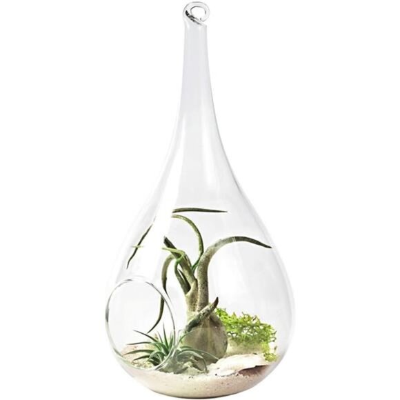 Mkono 2 Pack Glass Hanging Planter Air Fern Holder Terrarium Plants Hanger Vase - Picture 4 of 8